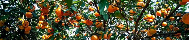 Du khách tham quan vườn trái cây ở Bến Tre